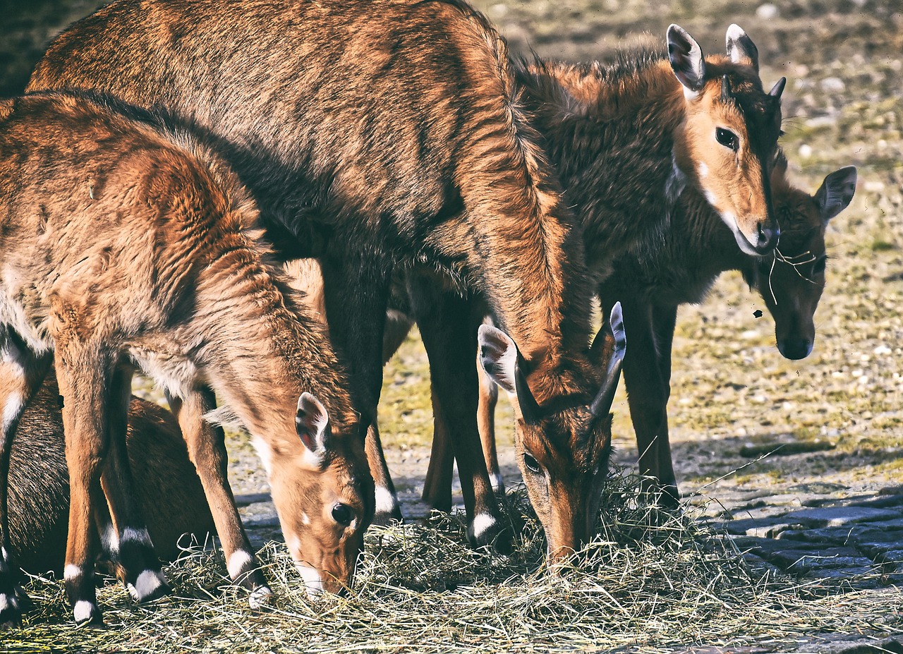 The Ultimate Guide to South African Bobotie